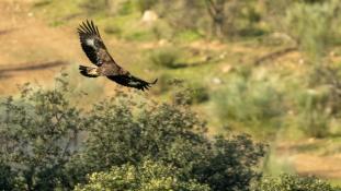 Aquila chrysaetos