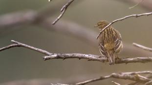 Turdus philomelos