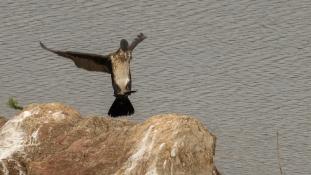 Phalacrocorax carbo