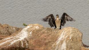 Phalacrocorax carbo