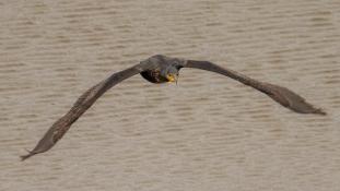 Phalacrocorax carbo