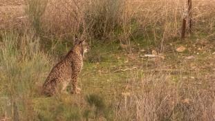 Lynx pardinus