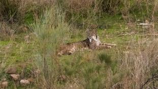 Lynx pardinus