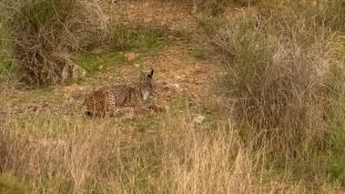 Lynx pardinus