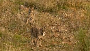 Lynx pardinus