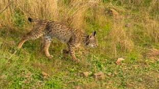 Lynx pardinus