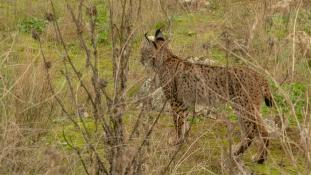 Lynx pardinus