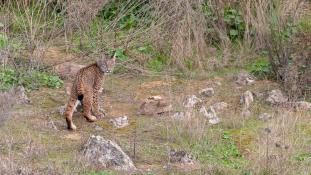 Lynx pardinus