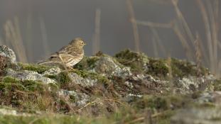 Turdus philomelos