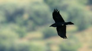 Corvus corax