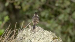 Saxicola rubicola