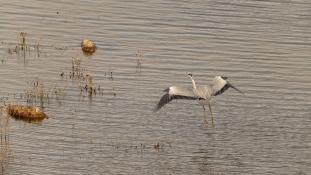 Ardea cinerea