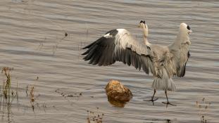 Ardea cinerea