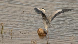 Ardea cinerea