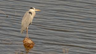 Ardea cinerea