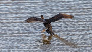 Phalacrocorax carbo