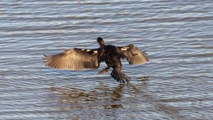 Phalacrocorax carbo