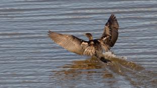 Phalacrocorax carbo