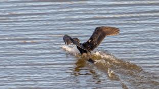 Phalacrocorax carbo