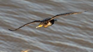 Phalacrocorax carbo