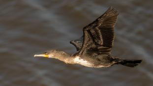 Phalacrocorax carbo