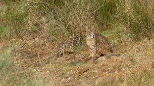 Lynx pardinus