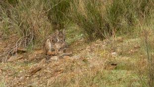 Lynx pardinus