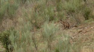 Lynx pardinus