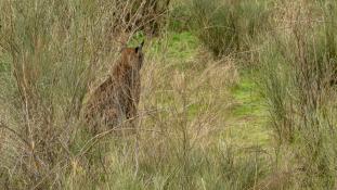 Lynx pardinus