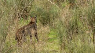 Lynx pardinus