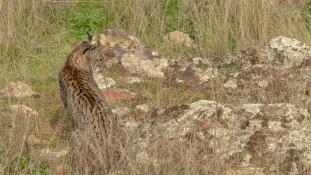 Lynx pardinus