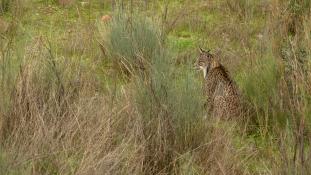 Lynx pardinus