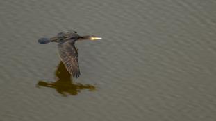 Phalacrocorax carbo