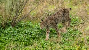 Lynx pardinus