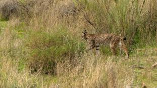 Lynx pardinus