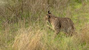 Lynx pardinus