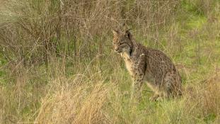 Lynx pardinus