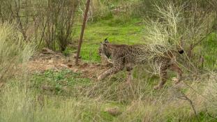 Lynx pardinus