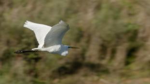 Egretta garzetta