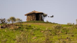 Aquila chrysaetos