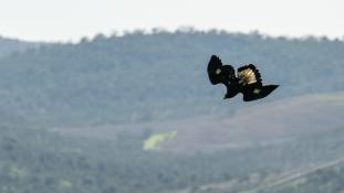 Aquila chrysaetos