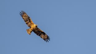 Aquila adalberti