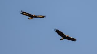 Aquila adalberti