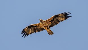 Aquila adalberti