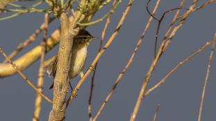 ND-Phylloscopus collybita