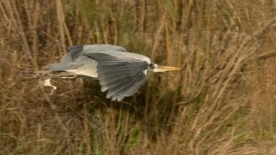 Ardea cinerea