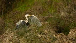 Ardea cinerea