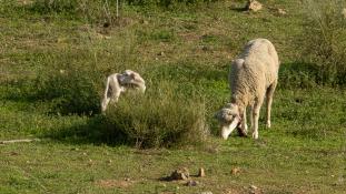 Ovis aries