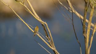 ND-Phylloscopus collybita