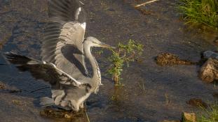 Ardea cinerea